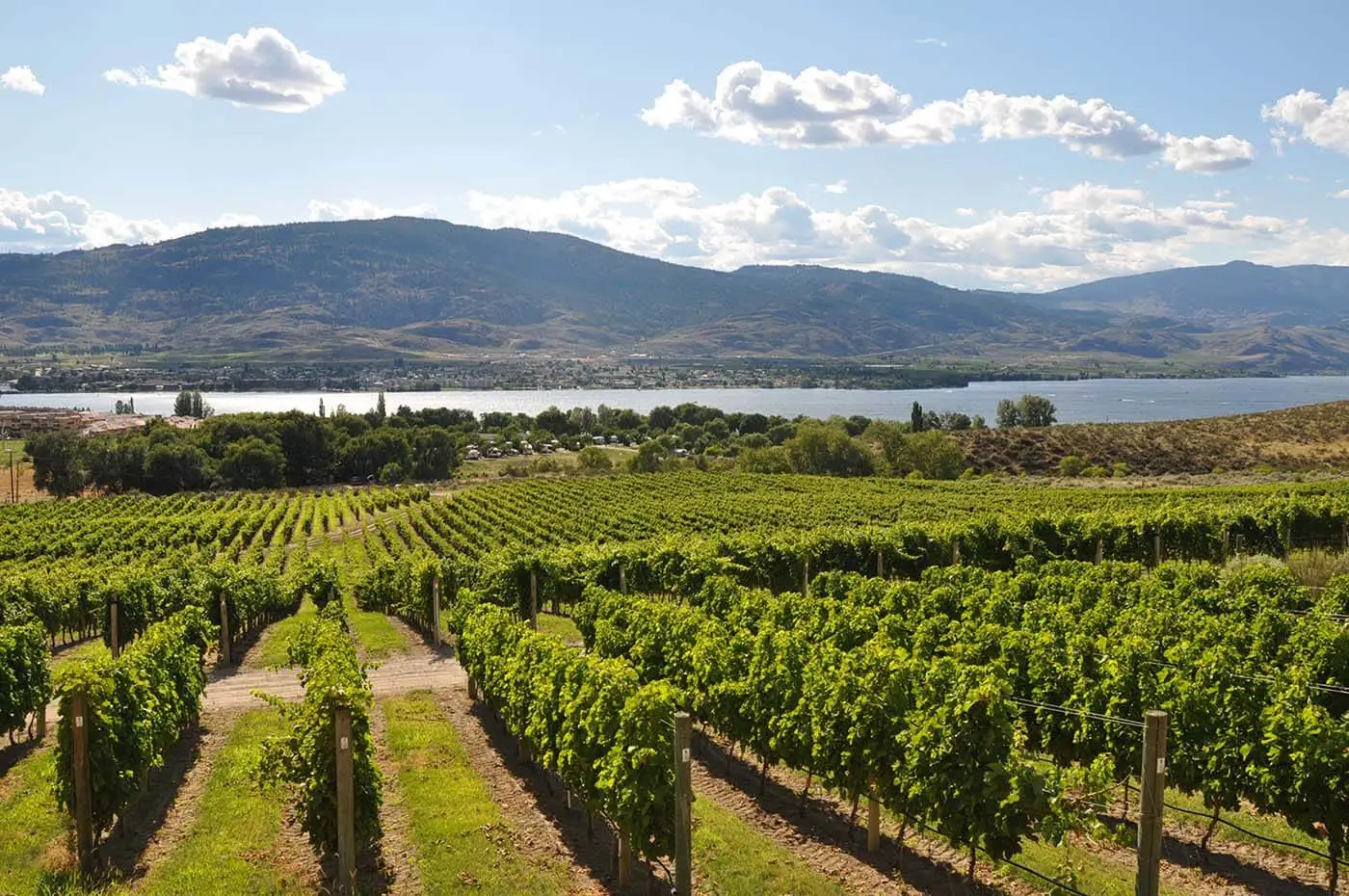 Vineyard in Okanagan British Columbia Canada Vineyard in Okanagan British Columbia Canada